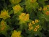 Euphorbia Plants